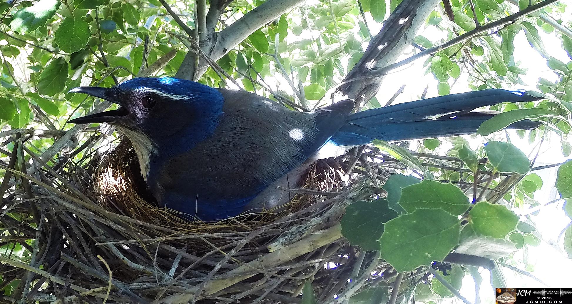 Scrub Jay female on nest panting wide view